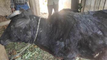पशुमा लाग्ने लम्पी स्किन रोगका कारण पीडित भएका किसानलाई राहत दिने सरकारको तयारी